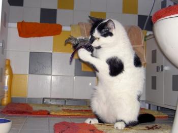 Paddy Bild von Panda