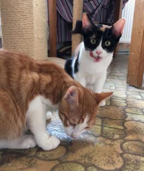 Loulou Bild von Loulou