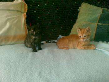 Sanson und Dalila Bild von Dalila