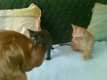 Sanson und Dalila Bild von Dalila