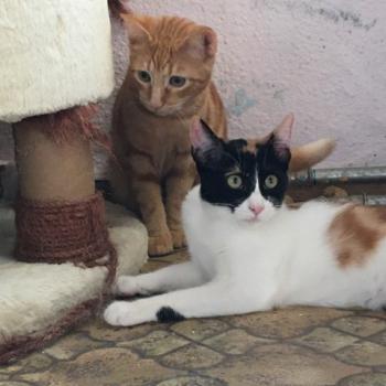 Loulou Bild von Loulou