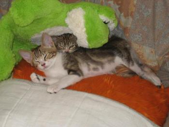 Hansel und Gretel Bild von Hansel