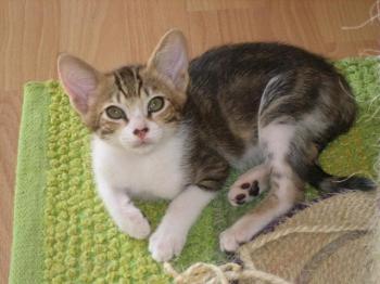 Hansel Bild von Hansel