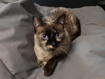 Shila Bild von Shila