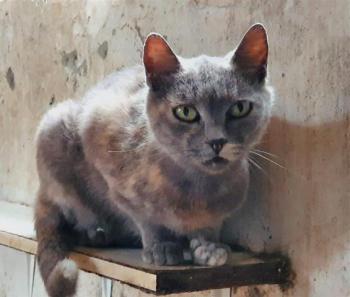 Chiyoko Bild von Chiyoko