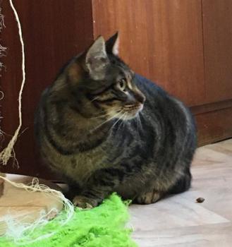 Chip Bild von Chip