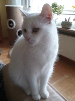 Samura Bild von Samura