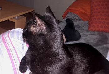 Babush Bild von Babush