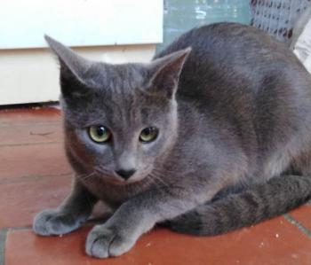 Perla Bild von Perla