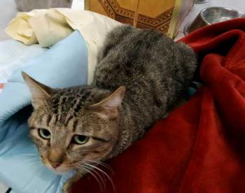 Kiko Bild von Kiko