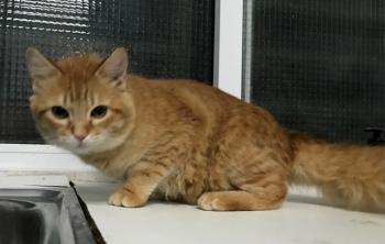 Bombero Bild von Bombero