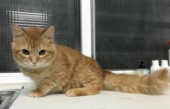 Bombero Bild von Bombero