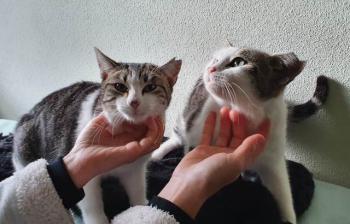 Sisi Bild von Sisi