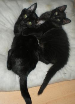 Taz und Peter Bild von Peter