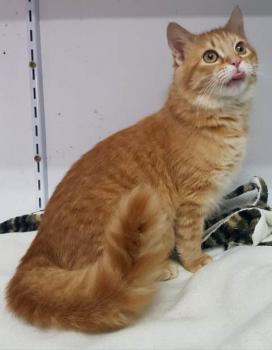 Bombero Bild von Bombero