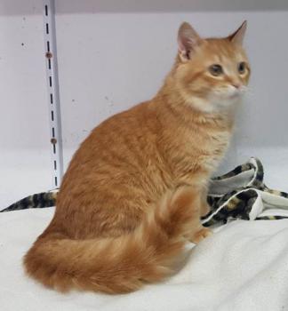 Bombero Bild von Bombero