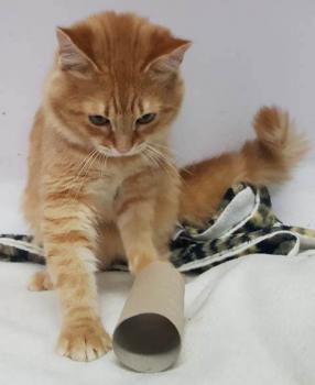 Bombero Bild von Bombero