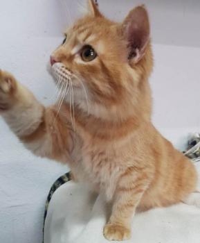 Bombero Bild von Bombero