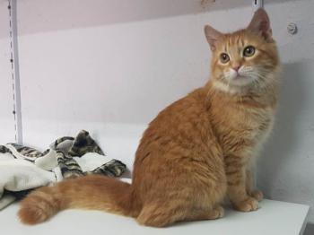 Bombero Bild von Bombero