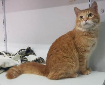 Bombero Bild von Bombero