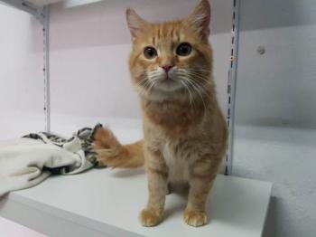 Bombero Bild von Bombero