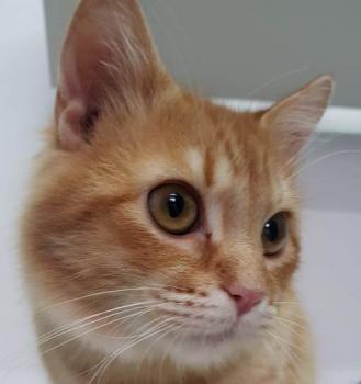 Bombero Bild von Bombero