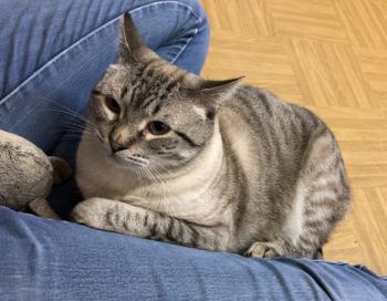 Tamino Bild von Tamino
