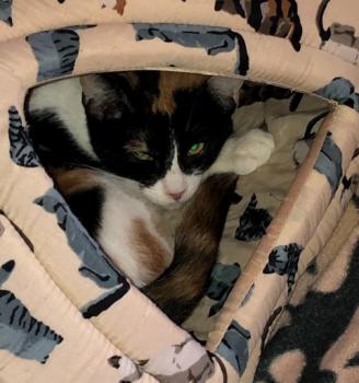 Loulou Bild von Loulou