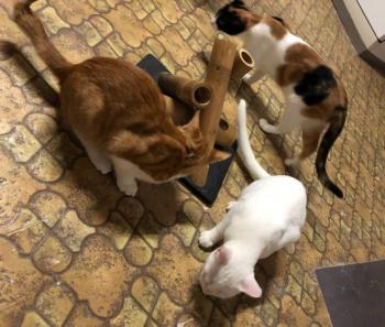 Loulou Bild von Loulou