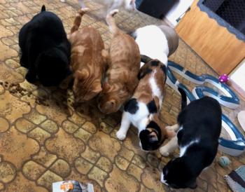 Loulou Bild von Loulou