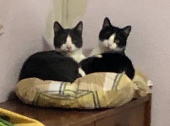 Afra Bild von Afra
