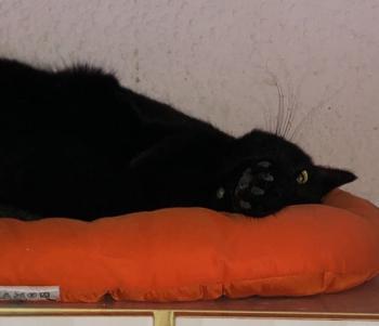 Thyson Bild von Thyson