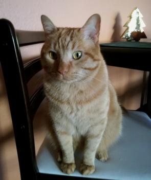 Garfield Bild von Garfield