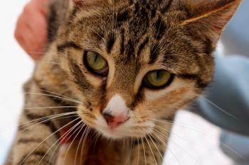 Princesa Bild von Princesa