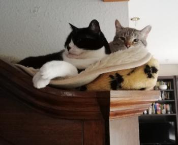 Chispita Bild von Chispita