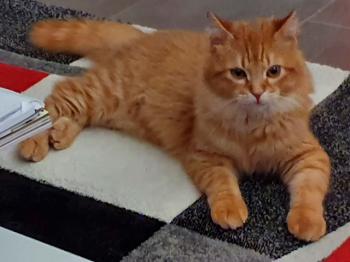 Bombero Bild von Bombero