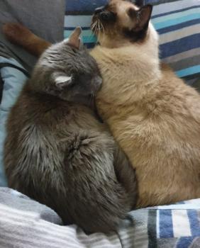 Chiara Bild von Chiara