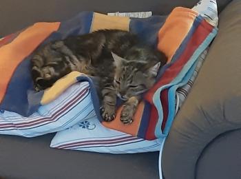 Tino Bild von Tino