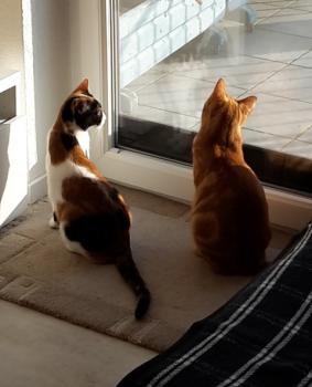 Loulou Bild von Loulou