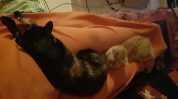 Geraldina Bild von Geraldina