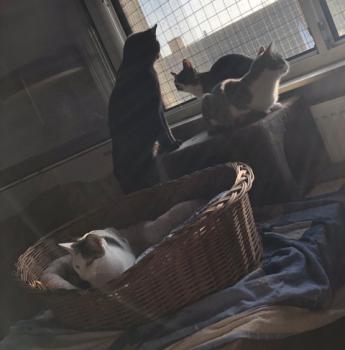 Freia Bild von Freia