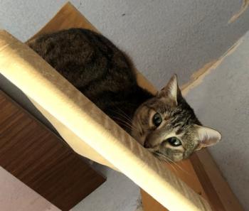 Noa Bild von Noa