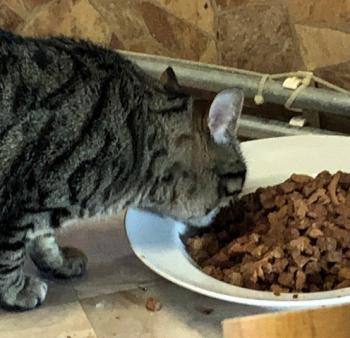 Chip Bild von Chip