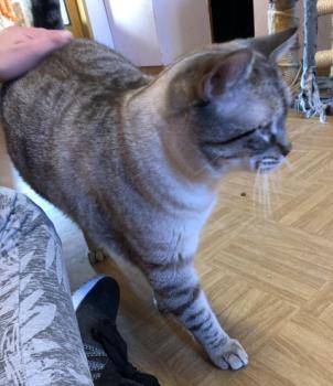 Tamino Bild von Tamino