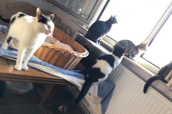Bello Bild von Bello