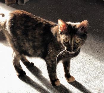 Koshka Bild von Koshka
