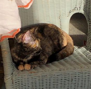 Koshka Bild von Koshka