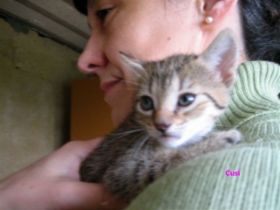 Cusi Bild von Cusi