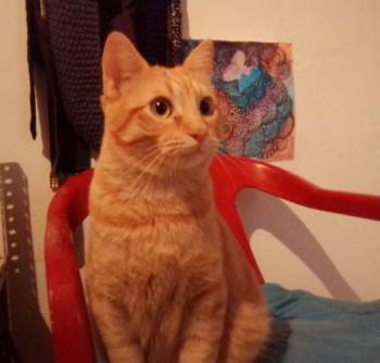 Mufasa Bild von Mufasa