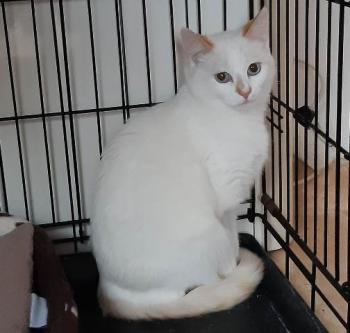 Perla Bild von Perla